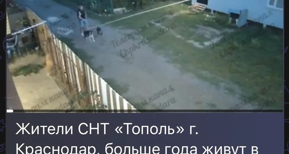 В Краснодаре проверяют гибель домашнего животного, на которое мужчина предположительно натравил собак