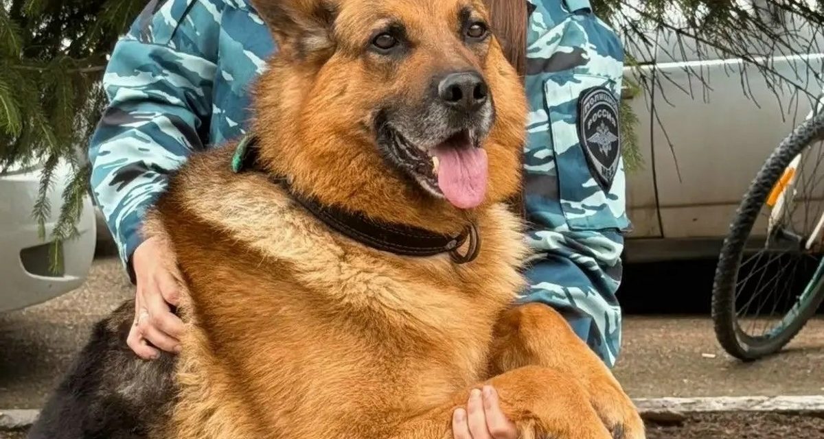 Пёс Грей девять лет помогает полиции Кущёвского района раскрывать преступления по запаху